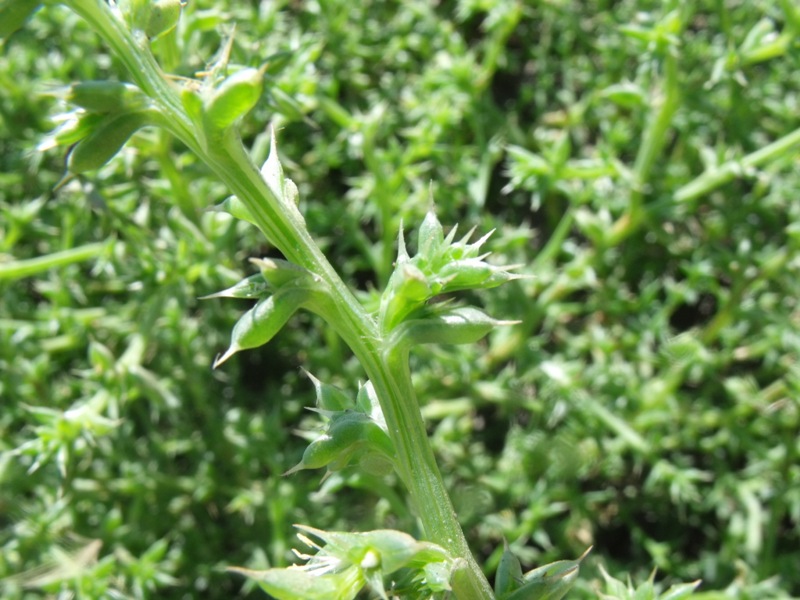 Pianta di spiaggia - Salsola kali